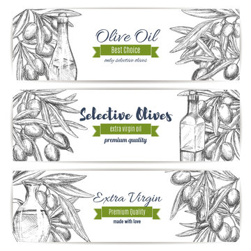 Olive oil vector banners of sketch olives