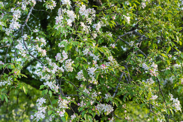 Pink and white apple blossom flowers on tree in springtime