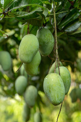 Closeup of Green Mangoes hanging on Mango tree