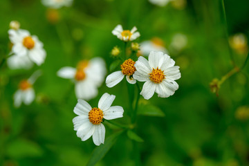 Close up blooming white plains blackfoot daisy in green natural field background