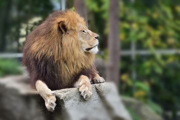Männlicher Löwe im Zoo