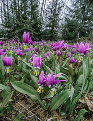 Vertical landscape with first spring flowers in the forest