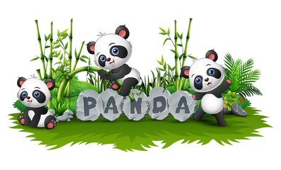 Panda is playing together in garden
