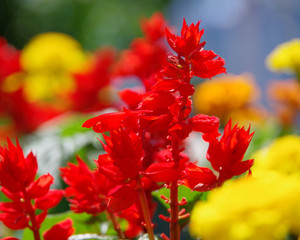 公園の花壇（サルビア、他）