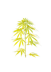 Cannabis leaf isolated on white background