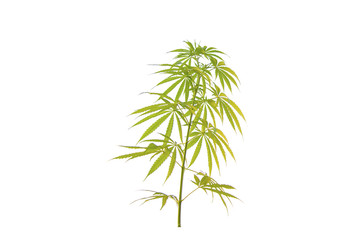 Cannabis leaf isolated on white background
