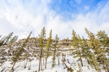 Forest on rock face in Alberta, Canada