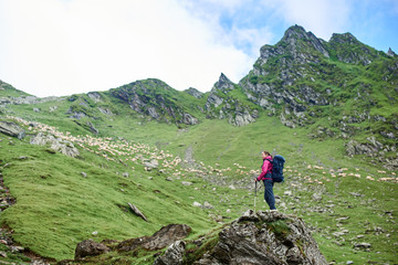 Fototapeta premium Young female climber with walking sticks standing on rock edge admiring beauty of green rocky mountains and meadows and walking sheep in Romania. Woman amazing breathtaking view scenery nature