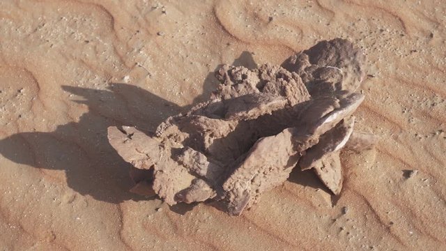 Desert rose is formations of crystal clusters of gypsum or baryte which include abundant sand grains in Rub al Khali desert stock footage video