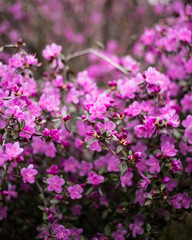 Obraz premium Flowers of mountain Altai