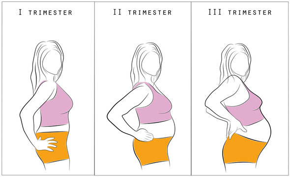 Vector illustration of pregnant female silhouettes. Changes in a woman's body in pregnancy. Pregnancy stages, trimesters and birth.