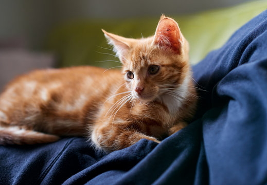 250 BEST Cat Laying Down On Back IMAGES, STOCK PHOTOS u0026 VECTORS