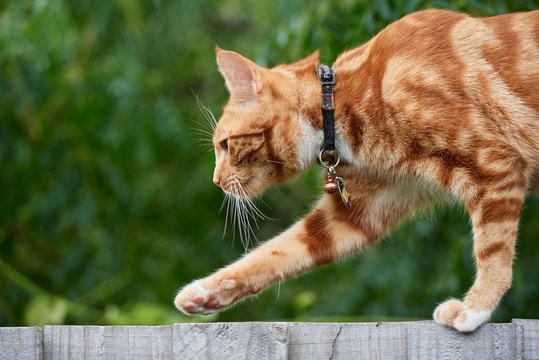 Ginger red tabby cat walking on top of a wooden fence with an out of focus green background