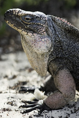 Bahamian Rock Iguana