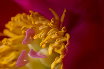 Fototapeta premium Red peony flower in bloom macro detail of yellow pistils with many pollen