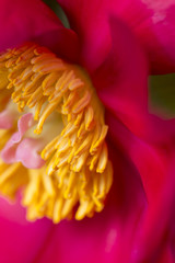 Macro red peony flower in bloom with many yellow pollen pistils on a detailed close up still
