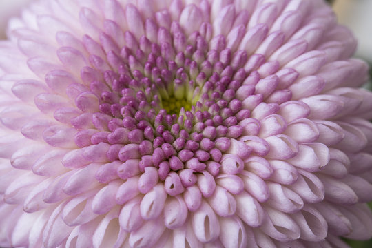 Fototapeta Purple flower in bloom with circle small purple petals