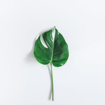 Green tropical monstera leaf on gray background. Summer concept. Flat lay, top view, square