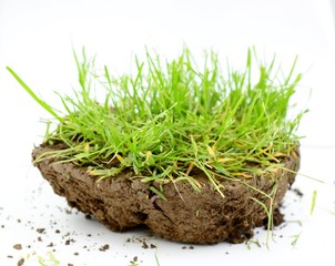piece of a soil with green grass in studio