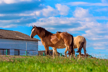 Fototapeta na wymiar horse in a meadow on a farm