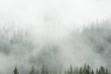 Obraz na płótnie Canvas Evergreen in Clouds