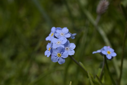 miosotide selvatica