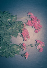 Fototapeta na wymiar Succulent kalanchoe bloom