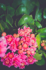 Succulent kalanchoe bloom