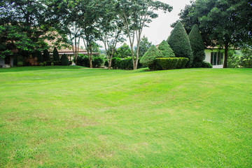 Lawn and ornamental in garden.