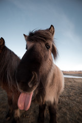 icelandic horses have character