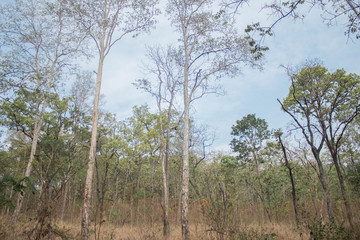 Forest trees