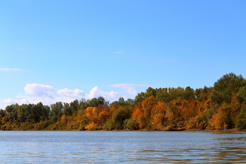 Fototapeta na wymiar Autumn yellow trees at the bank of Danube river. Autumn river coastline landscape