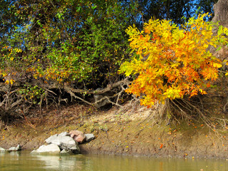 Autumn yellow trees at the bank of Danube river. Autumn river coastline landscape