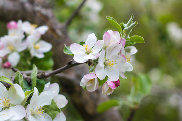 Pink and white apple blossom flowers on tree in springtime