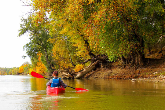 A boy in red kayak paddling in a river against a backdrop of autumn yellow trees. Autumn kayaking