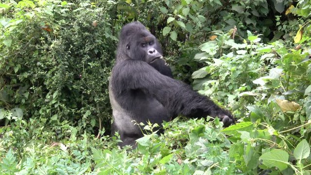 Mountain Gorilla, Silverback out of the forest, Democratic Republic of Congo, Africa
