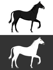Fototapeta na wymiar Horse, black and white horse. Two horses.