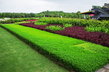 Ornamental in garden.