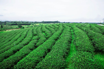 Fototapeta na wymiar Planting tea at the hillside.