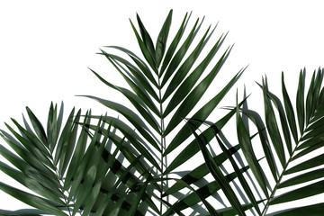 Tropical palm tree leaf on a white background. Minimal concept