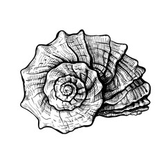Handdrawn sketch of a seashell isolated on a white background