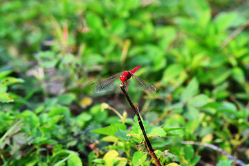 the red dragonfly perched to rest its wings