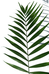 Tropical palm tree leaf on a white background. Minimal concept
