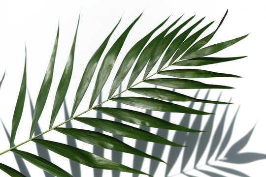 Tropical palm tree leaf on a white background. Minimal concept © glazunoff