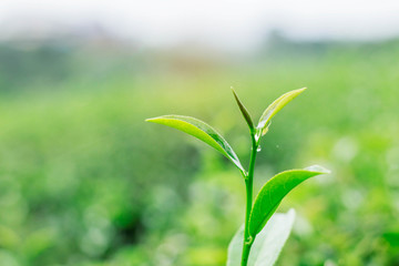 tea leaves with green background.