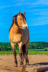 Fototapeta premium portrait of a horse against the sky