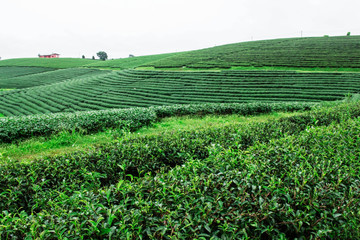 Fototapeta na wymiar Tea plantation on hill.