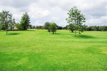Fototapeta premium Trees and lawn at daytime.