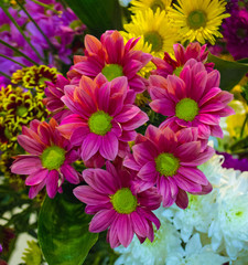 floral background of chrysanthemums