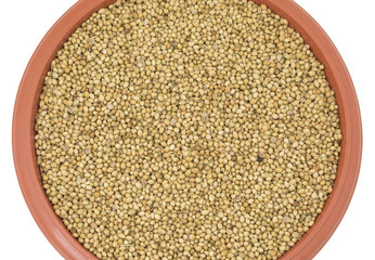 Dried Coriander Seeds or Dhaniya isolated on White Background